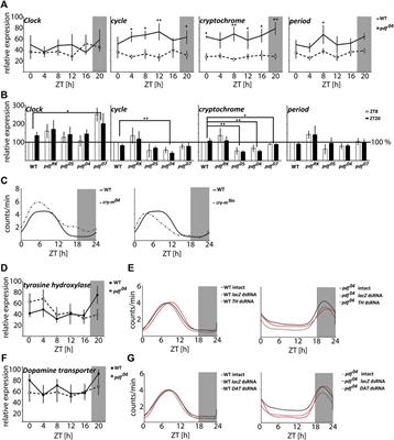 Pigment Dispersing Factor Is a Circadian Clock Output and Regulates Photoperiodic Response in the Linden Bug, Pyrrhocoris apterus